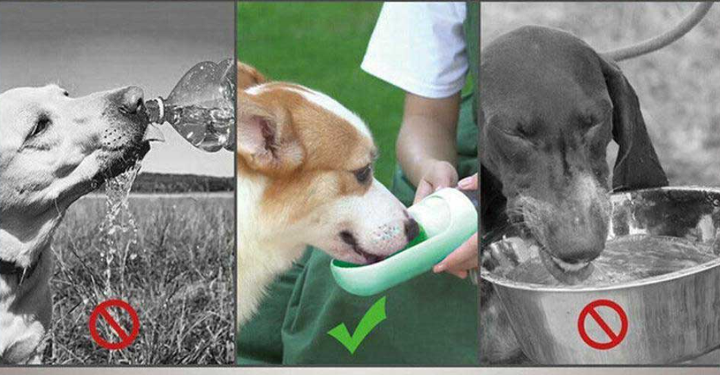 Portable Pet Dog Water Bottle 300ml